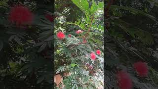 Calliandra Plant  Powder puff plant [upl. by Hpseoj]