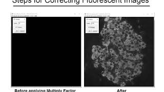 Confocal Merging Fluorescent Images in Image J [upl. by Rramahs]