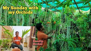 My Sunday vlog with my orchids SandipOrchid phaius tankervilleae orchid potting cattleya [upl. by Jamal]