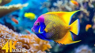 Aquarium 4K VIDEO ULTRA HD 🐠 Beautiful Coral Reef Fish  Relaxing Sleep Meditation Music 200 [upl. by Annayt]