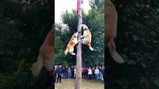 The dogs of this breed also have to compare their treeclimbing skills Magical Animals on Douyin [upl. by Sands]