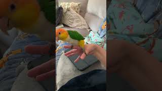 And he’s lost it birds caiques parrot pets funny cute hormonal crazy birb [upl. by Olpe]