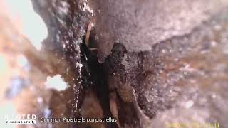 Common Pipistrelle Roost Silver Birch [upl. by Sirraj94]