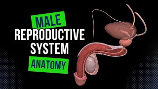 Male Genital System Internal amp External  Anatomy [upl. by Malinde]