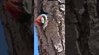 Downy Woodpecker baby chirping  the smallest in the Northern America [upl. by Carberry]