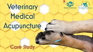 Veterinary Medical Acupuncture Case Study [upl. by Delia]