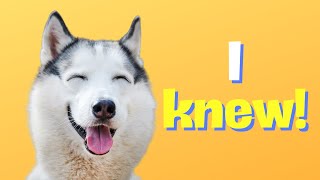 10 Surprising Things Dogs Can Sense About You [upl. by Joceline17]