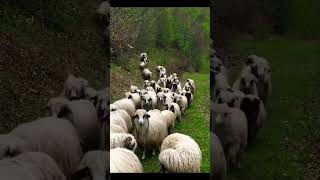 Very disciplined sheep following their Shepherd man 😀 [upl. by Lunsford]