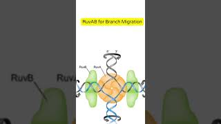 How Homologous Recombination Works csirnet fundamentalprocesses molecularbiology recombination [upl. by Mou]