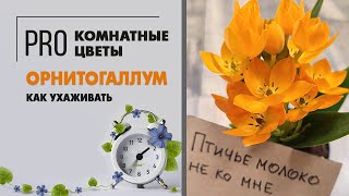 Орнитогалум  цветок который вам нужен  Как за ним ухаживать [upl. by Lemar762]