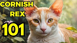 cornish rex pros and cons  EVERYTHING you need to know cornish rex 101 [upl. by Nomolas]