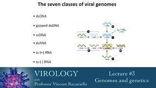 Virology 2014 Lecture 3  Genomes and genetics [upl. by Odnalref]