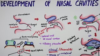 Development Of Nasal Cavities  Embryology [upl. by Rad]