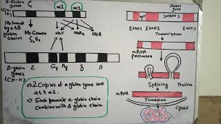 Organization of Globin Genes [upl. by Amelus577]