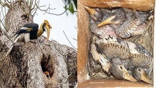 Watch Rare Video Hornbill Bird Nesting  Jungle Clips [upl. by Notneb]