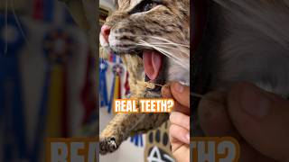 Are they the real teeth taxidermy bobcat cat animals [upl. by Frederico]