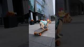 Dog shows off his skills on skateboard So cool cute funny doglife [upl. by Anial611]