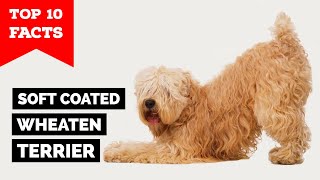 Soft Coated Wheaten Terrier  Top 10 Facts [upl. by Airahcaz628]