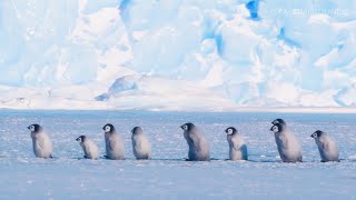 Relaxing Southern Ocean Sounds and Baby Emperor Penguins March  8 Hours [upl. by Aruol294]