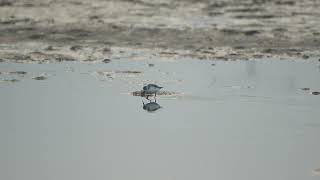 Spoonbilled Sandpiper 20231212 HsinChu Taiwan [upl. by Neened]