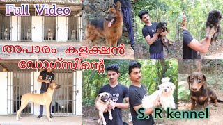 അപാരം കളക്ഷൻ ഡോഗ്സിന്റെ SR Kennel stud service boarding and Puppies pathanamthitta kerala [upl. by Nylatsyrk]