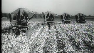 HD Historic Archival Stock Footage Cotton Picking Machines [upl. by Llerod264]