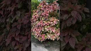 Acalypha wilkesiana plants copper leaf [upl. by Berthoud445]