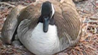 Canadian Geese hatching and fighting  Lake Lanier [upl. by Ehtyde74]