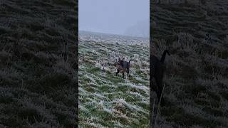 hunting ferreting rabbiting lurcher fieldsports workingdog bluethebunnybasher rabbitexpress [upl. by Edlitam794]