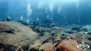 Round Island Mauritius shark dive [upl. by Ydollem409]