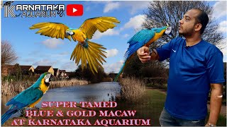 Blue amp Gold Macaw  The Vibrant Beauty of Natures Feathered Jewels  At KARNATAKA AQUARIUM macaw [upl. by Dj485]