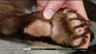 Bear cub burned in Colorado wildfire released into wild [upl. by Brandais178]