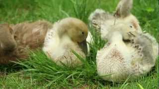 First Month of Raising Welsh Harlequin Ducks [upl. by Adil289]