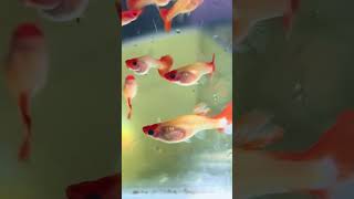 viralshort lowprice guppy coimbatore aquariumfish flowerhornfish 100subs [upl. by Ainevuol380]