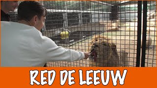 Wat doet Stichting Leeuw allemaal  DierenpraatTV [upl. by Aelrac693]