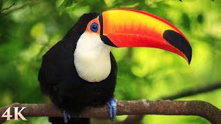 11 HOURS of Rainforest Birds in 4K  Colorful Breathtaking Birds with Sound by Nature Relaxation [upl. by Wyatt422]