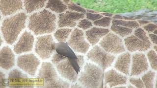 Oxpecker bird  watch how they cling to an animal and eat ticks [upl. by Annua42]