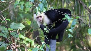 WhiteFaced or Capuchin monkeys in Costa Rica [upl. by Ahsienad]