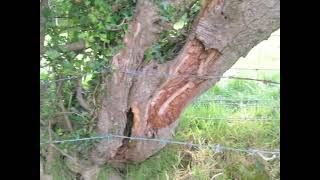 Hands on Hedges Laying amp Coppicing of Hedgerows [upl. by Orabelle826]