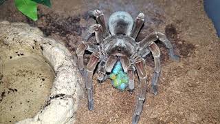 Theraphosa stirmi Feeding 28 [upl. by Pat268]