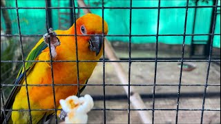 Sun Conure Parrots  Hand feeding popcorn [upl. by Einamrej]