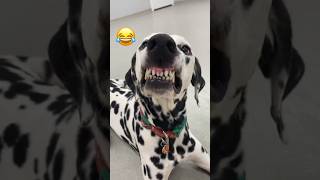 Cutest Smiling Dogs Compilation 🐶❤️ MyPetsie [upl. by Tracie]