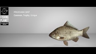 Fishing Planet  Weeping Willow Fisheries  Unique  Prussian Carp  Feeder [upl. by Ib]