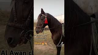 Al Awan club horses Islamabad🐴arabic mazakraatcomedyviralshort arabhorse pakistanihorses [upl. by Affer809]