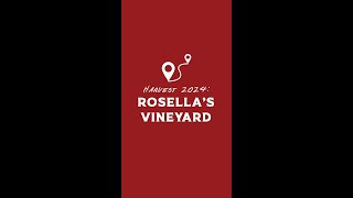 Harvest 2024 Rosellas Vineyard [upl. by Aynom]