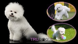 The Ultimate Guide To Caring For A Bichon Frise [upl. by Letsyrc]