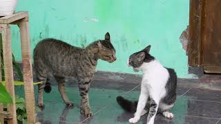 kucing berantem suaranya lucu banget [upl. by Prissie]