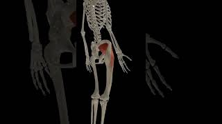 Anatomy  hip joint internal rotation 3d anatomy animation 3danatomy [upl. by Langham]