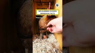 Welsummer Chicken Impressive Facts shorts video facts animals [upl. by Heall244]