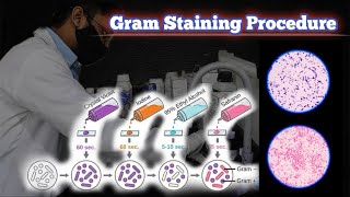 Gram staining procedure  Gram Stain procedure in hindi  gram stain microbiology  GPC amp GNB [upl. by Haimarej]